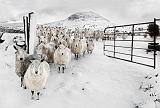 Slemish snowy sheep